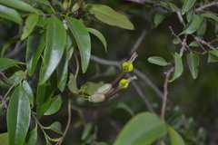 Ceropegia candelabrum var. biflora